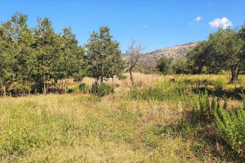 Terra a Partinico, Palermo, Partinico - € 63.173 | Ref: 20948 - foto 3