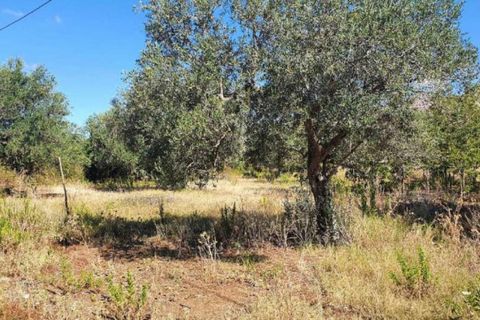 Terra a Partinico, Palermo, Partinico - € 63.173 | Ref: 20948 - foto 4