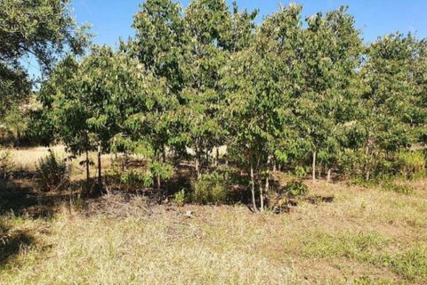 Terra a Partinico, Palermo, Partinico - € 63.173 | Ref: 20948 - foto 9