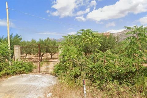 Terra a Partinico, Palermo, Partinico - € 63.173 | Ref: 20948 - foto 10