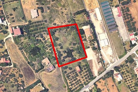 Terra a Partinico, Palermo, Partinico - € 63.173 | Ref: 20948 - foto 13