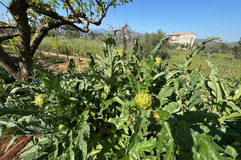 Finca i Benissa, Alicante, Benissa - € 640.000 | Ref: F0206 - foto 14