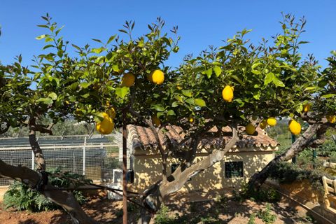 Finca i Benissa, Alicante, Benissa - € 640.000 | Ref: F0206 - foto 27