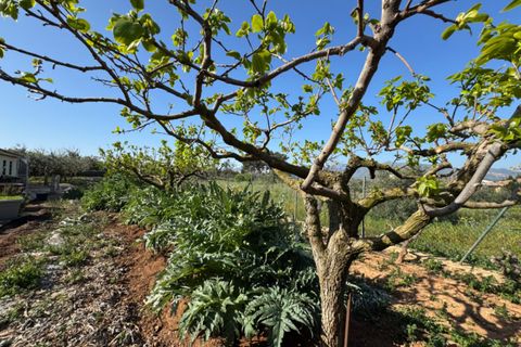 Finca i Benissa, Alicante, Benissa - € 640.000 | Ref: F0206 - foto 28