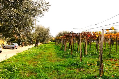 Helårsgrund i Vasto, Chieti, Vasto - € 156.000 | Ref: TE01 - foto 3