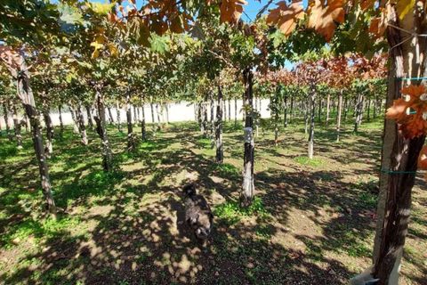 Helårsgrund i Vasto, Chieti, Vasto - € 156.000 | Ref: TE01 - foto 6