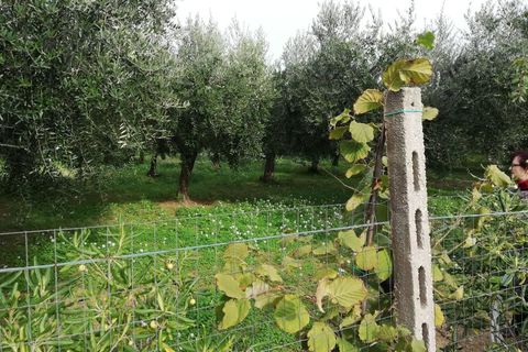 Helårsgrund i Vasto, Chieti, Vasto - € 156.000 | Ref: TE01 - foto 12