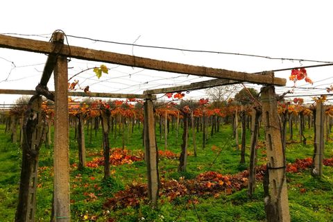 Helårsgrund i Vasto, Chieti, Vasto - € 156.000 | Ref: TE01 - foto 14