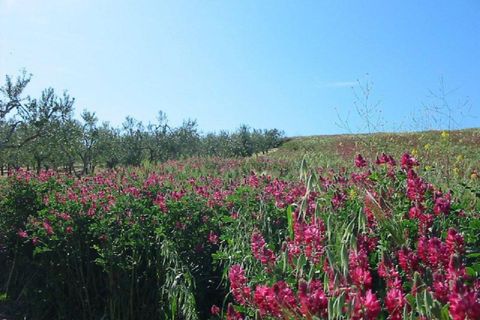 Terra a Cupello, Chieti, Cupello - € 75.000 | Ref: TA55 - foto 4