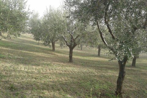 Terra a Cupello, Chieti, Cupello - € 75.000 | Ref: TA55 - foto 17