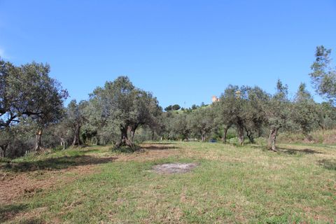 Terra a Monteodorisio, Chieti, Monteodorisio - € 18.000 | Ref: TA61 - foto 4
