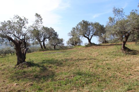 Terra a Monteodorisio, Chieti, Monteodorisio - € 18.000 | Ref: TA61 - foto 6