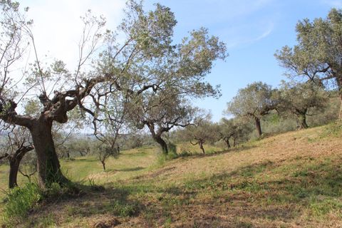 Terra a Monteodorisio, Chieti, Monteodorisio - € 18.000 | Ref: TA61 - foto 8
