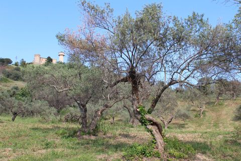 Terra a Monteodorisio, Chieti, Monteodorisio - € 18.000 | Ref: TA61 - foto 9