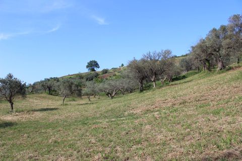 Terra a Monteodorisio, Chieti, Monteodorisio - € 18.000 | Ref: TA61 - foto 11