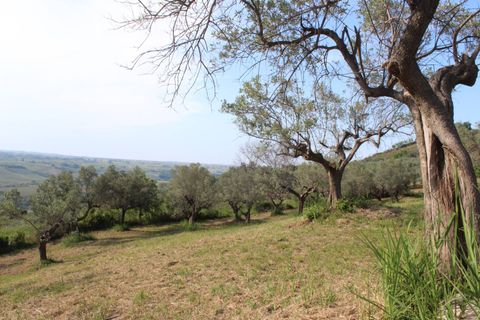 Terra a Monteodorisio, Chieti, Monteodorisio - € 18.000 | Ref: TA61 - foto 12