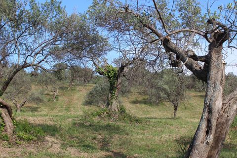 Terra a Monteodorisio, Chieti, Monteodorisio - € 18.000 | Ref: TA61 - foto 15