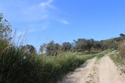 Terra a Monteodorisio, Chieti, Monteodorisio - € 18.000 | Ref: TA61 - foto 16