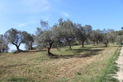 Terra a Monteodorisio, Chieti, Monteodorisio - € 18.000 | Ref: TA61 - foto 18