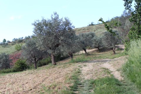 Terra a Monteodorisio, Chieti, Monteodorisio - € 18.000 | Ref: TA61 - foto 23