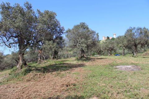 Terra a Monteodorisio, Chieti, Monteodorisio - € 18.000 | Ref: TA61 - foto 24