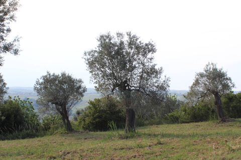 Terra a Monteodorisio, Chieti, Monteodorisio - € 18.000 | Ref: TA61 - foto 26
