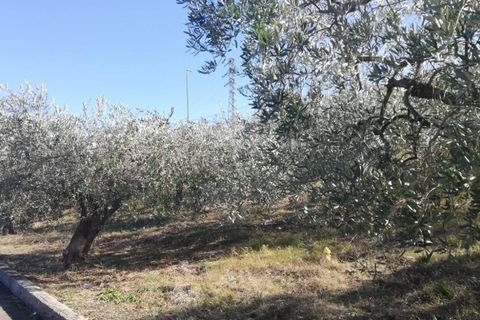 Terra a Cupello, Chieti, Cupello - € 33.000 | Ref: TE19 - foto 5