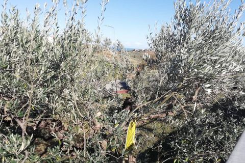 Terra a Cupello, Chieti, Cupello - € 33.000 | Ref: TE19 - foto 12