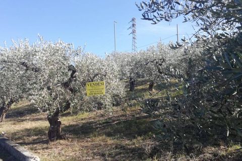 Terra a Cupello, Chieti, Cupello - € 33.000 | Ref: TE19 - foto 14