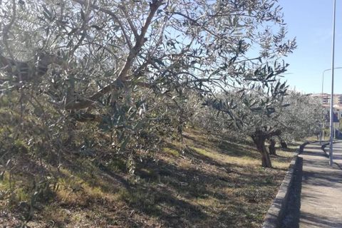 Terra a Cupello, Chieti, Cupello - € 33.000 | Ref: TE19 - foto 15