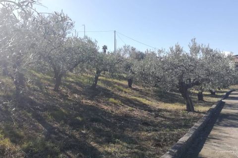Terra a Cupello, Chieti, Cupello - € 33.000 | Ref: TE19 - foto 18