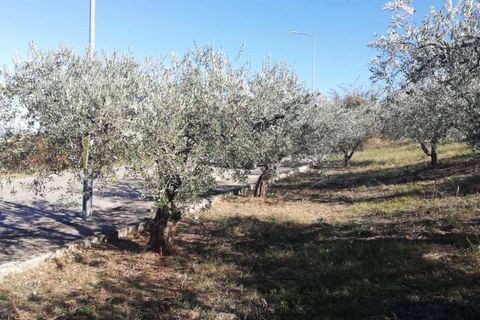 Terra a Cupello, Chieti, Cupello - € 33.000 | Ref: TE19 - foto 21