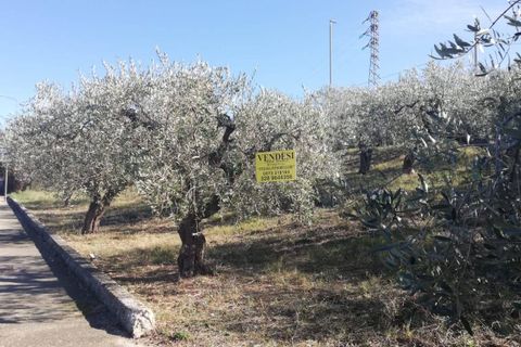 Terra a Cupello, Chieti, Cupello - € 33.000 | Ref: TE19 - foto 24