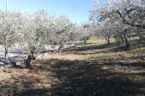 Terra a Cupello, Chieti, Cupello - € 33.000 | Ref: TE19 - foto 25