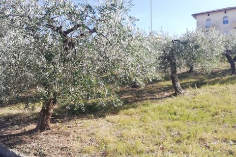 Terra a Cupello, Chieti, Cupello - € 33.000 | Ref: TE19 - foto 26
