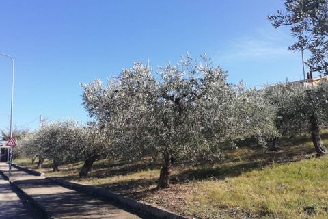 Terra a Cupello, Chieti, Cupello - € 33.000 | Ref: TE19 - foto 27