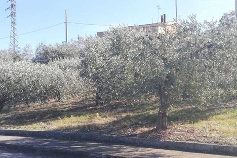 Terra a Cupello, Chieti, Cupello - € 33.000 | Ref: TE19 - foto 33
