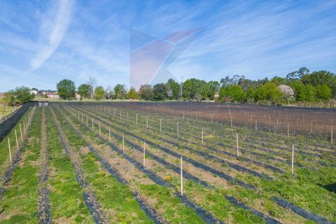 Helårsgrund i Vila Verde, Braga, Vila Verde - € 298.000 | Ref: KAZ_219 - foto 13