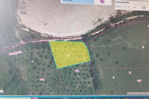 Terra a Serre, Salerno, Serre - € 25.000 | Ref: 4609 - foto 2