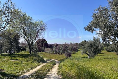 Villa i Tomar, Santarem, Tomar - € 330.000 | Ref: M 459 - foto 6