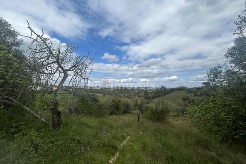 Helårsgrund i Tomar, Santarem, Tomar - € 95.000 | Ref: 01494-25 - foto 15