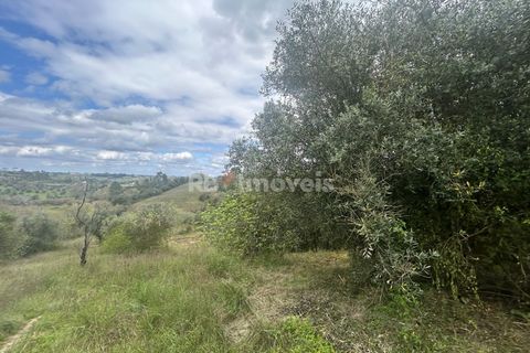 Helårsgrund i Tomar, Santarem, Tomar - € 95.000 | Ref: 01494-25 - foto 16