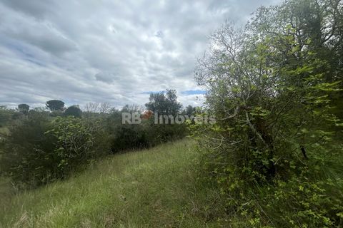 Helårsgrund i Tomar, Santarem, Tomar - € 95.000 | Ref: 01494-25 - foto 18