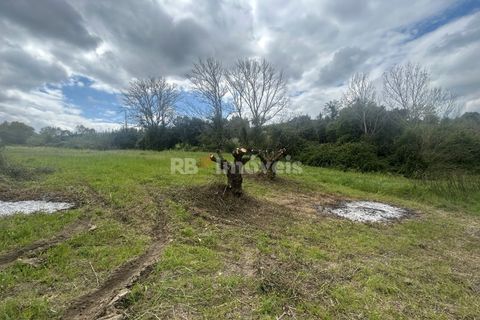 Helårsgrund i Tomar, Santarem, Tomar - € 95.000 | Ref: 01494-25 - foto 26