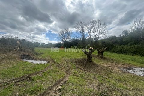 Helårsgrund i Tomar, Santarem, Tomar - € 95.000 | Ref: 01494-25 - foto 28