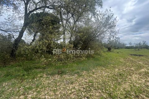 Helårsgrund i Tomar, Santarem, Tomar - € 95.000 | Ref: 01494-25 - foto 32