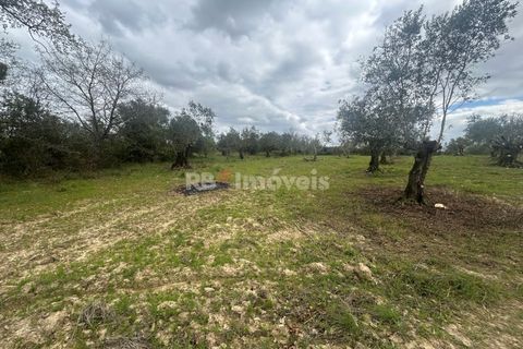 Helårsgrund i Tomar, Santarem, Tomar - € 95.000 | Ref: 01494-25 - foto 33