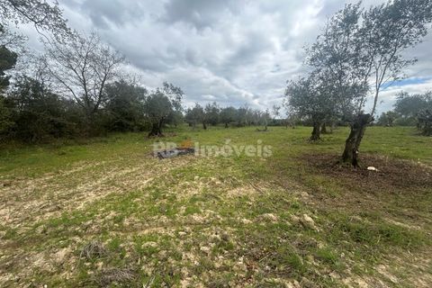 Helårsgrund i Tomar, Santarem, Tomar - € 95.000 | Ref: 01494-25 - foto 35