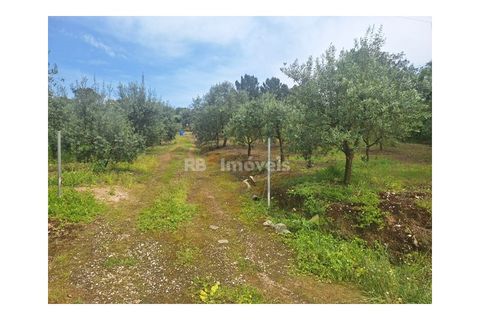 Helårsgrund i Tomar, Santarem, Tomar - € 75.000 | Ref: 01490-25 - foto 11