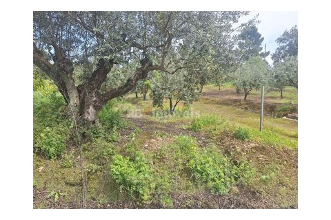 Helårsgrund i Tomar, Santarem, Tomar - € 75.000 | Ref: 01490-25 - foto 12